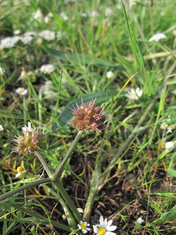 Oenanthe globulosa
